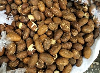 Cacao pods on the tree